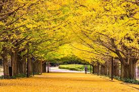 Musim panas jepun memang membunuh. Kalender Libur Jepang Wajib Dicatat Kapan Hari Libur Panjang Di Jepang