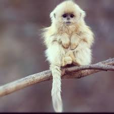 Image result for cute baby animals