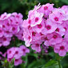 Some of these plants will flower only in winter, and others will flower in very early spring, but can still be called winter flowering plants depending on where you live. 1