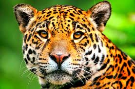 The site is home to jaguars, ocelots, deers and other animals. El Jaguar Animal En Mayor Peligro De Extincion Oro Organizacion Radiofonica De Oaxaca