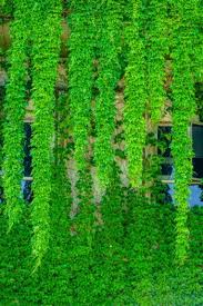 In this backyard sanctuary, an outdoor fireplace backs up to tall and lush this outdoor bamboo privacy screen distorts vision into this backyard but doesn't completely block. Keep Out 5 Fast Growing Privacy Plants Bless My Weeds
