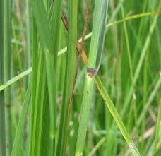 Image result for Fuirena