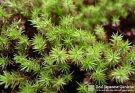 See more ideas about garden design, japanese garden, japanese plants. Plants Real Japanese Gardens