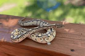 But common ball python morphs are priced at $50 and the rarer the morph, the more expensive it becomes. How Much Should My Ball Python Weigh
