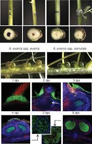Image result for Aeschynomene glauca