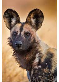 The second most endangered carnivore in africa. Rikaon An African Wild Dog Kruger National Park South Africa The Cape Hunting Dog Lycaon Pictus Also Africa Animals African Animals Animals Beautiful