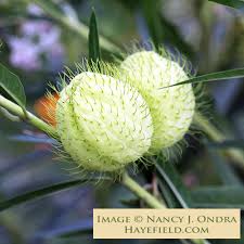 Image result for Gomphocarpus glaucophyllus