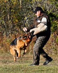 Videos you watch may be added to the tv's. German Shepherd Breeder Trainer And Importer German Shepherd Puppies For Sale Ontario Ontario German Shepherd Breeder German Shepherd Adults For Sale Ontario Fully Trained German Shepherd For Sale German Shepherd