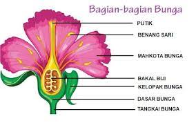 Bagi pecinta bunga, biasanya mereka memelihara bunga sebagai hiasan ruangan maupun hiasan halaman. Fungsi Jenis Dan Bagian Bagian Bunga Yang Perlu Diketahui Official Website Initu Id