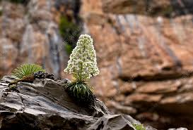 Image result for Galiniera saxifraga