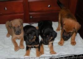 In these roles, they work closely with their owners and are i have a german shepard and husky mix and he is a great dog. 9 Weeks Old Doberman Pincher Shepherd Husky Mix Puppies Female Males For Sale In Carpentersville Illinois Classified Americanlisted Com