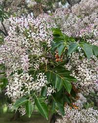 Image result for Melia azedarach