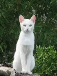 Последние твиты от centar dobar dan (@cdobardan). Dobar Dan Foto Bild Tiere Haustiere Katzen Bilder Auf Fotocommunity