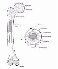 The new bone is constantly also remodeling under the action of osteoclasts (not shown). What Is Bone Cancer Types Of Bone Cancer