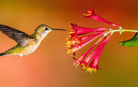When is hummingbird season in colorado? Backyard Hummingbirds Audubon Rockies