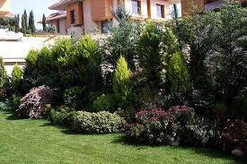 Kışın yeşil iç mekan bitkilerinin bakımı ve bakımı, genellikle yapraklar sarardığında veya video: Kaya Bahcesi Bitkileri Cem Botanik