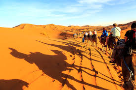 More than 100 animals are being shipped from the australian port city of darwin and are due to now there are more than 500,000 feral camels in australia, and in some places they are becoming a nuisance. Things To Do In Saudi Arabia Top Desert Camps Where To Ride Camels