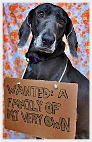 John Paul Pet Helping Tales Publishers Are Finding Forever Homes For Pets Animal Shelter I Love Dogs Animal Rescue