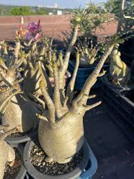 Image result for Ctenium somalense