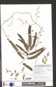 Image result for Lygodium smithianum