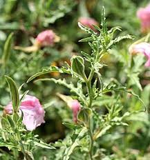 Image result for Oenothera tetraptera