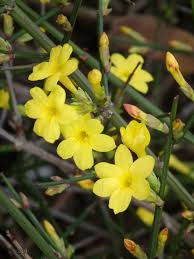 Image result for Jasminum nudiflorum