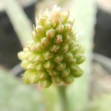 Image result for Aloe bukobana