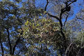 Image result for Tapinanthus quequensis