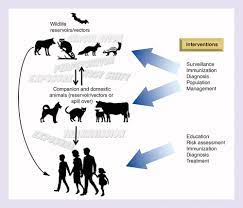 Why We Can Prevent Control And Possibly Treat But Will Not Eradicate Rabies Future Virology