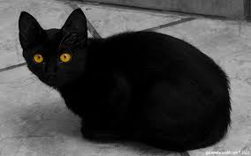 Black And White Names For Cats Black Cat With Yellow Eyes By Luna Gata Preta Names For Black Cats Cat With Blue Eyes Yellow Cat