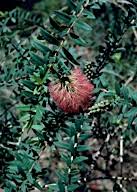 Image result for Melaleuca hypericifolia
