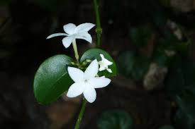 Image result for Carissa bispinosa