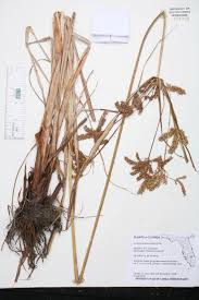 Image result for Cyperus latifolius
