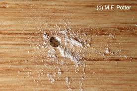 Powder post beetle damaged wood will show multiple tiny holes, about 1/8 in diameter, leaving the outermost surface of the wood otherwise intact. Powderpost Beetles Entomology
