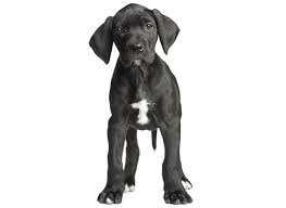 Need to get your name on the wait list for a beautiful addition to your family? 1 Great Dane Puppies For Sale In Atlanta Ga Uptown
