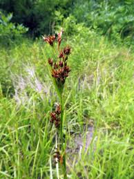 Image result for Rhamphicarpa brevipedicellata