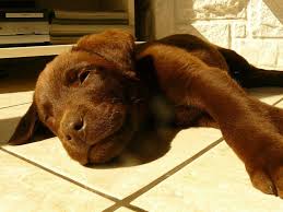 Django Labrador Chocolat 2mois 1 2 Labrador Labrador Retriever Dogs
