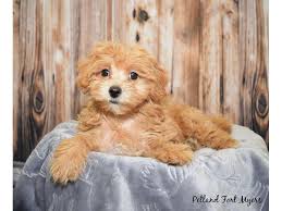 Nemo is a male maltipoo for sale in ocala florida born feb. Maltipoo Maltese Poodle Dog Male Apricot 2599542 Petland Fort Myers Florida