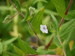 Image result for Trichodesma