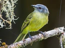 Image result for Phyllanthus taylorianus