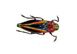 Image result for Buchnera cryptocephala