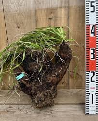 Image result for Xerophyta trichophylla