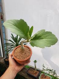 Image result for Cyphostemma obovato-oblongum