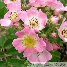Bei der entscheidung, welche rose in ihren garten passt, sollte zunächst eines wichtig sein: Kew Rambler Ramblerrosen