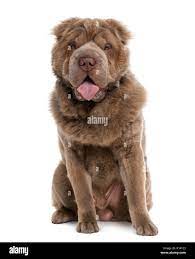 Long haired Shar Pei (10 months old Stock Photo - Alamy