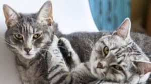 If cats have been fighting, they will remain tense, may get injured and will want to evade each other as much as possible to stop another fight from happening. Are Your Cats Playing Or Fighting Bechewy