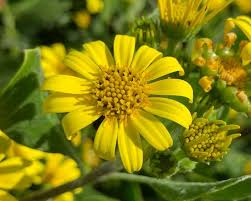 Image result for Chrysanthemoides monilifera