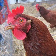 Non Industrial Rhode Island Red Chicken Google Search Road Island Red Chicken Rhode Island Red Chickens Chickens Backyard