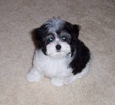Black And White Maltese Chihuahua Mix Think I M Leaning Towards A Black White Combo Maltipoo Super Cute Cute Little Dogs Puppies Mixed Breed Dogs