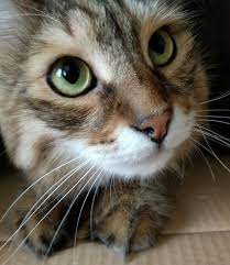 Cat In Box Pretty Cats Cute Cats Beautiful Cats